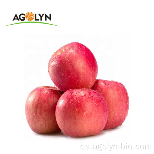 Nueva cultivo Qinguan Fuji Fresh Apple Fruits